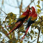 Scarlet Macaw