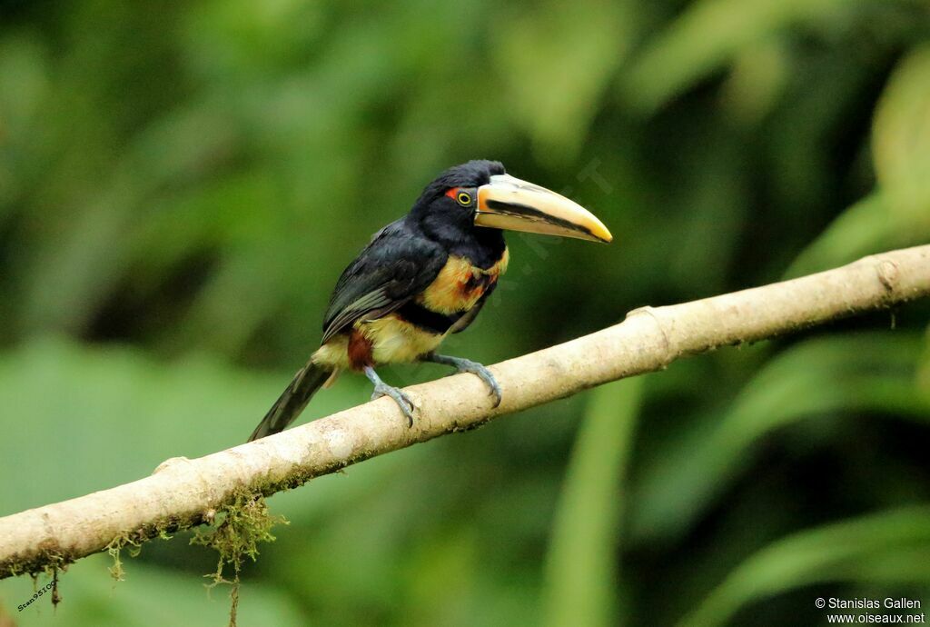 Pale-mandibled Aracariadult