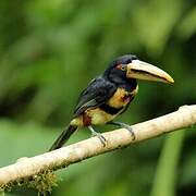 Pale-mandibled Aracari