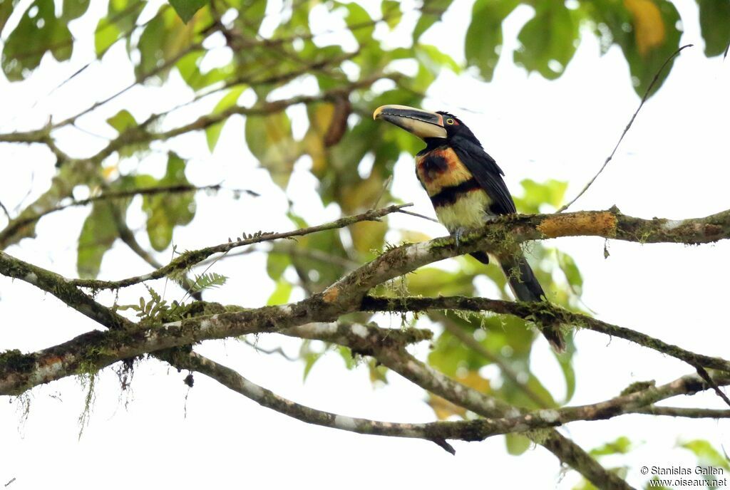 Collared Aracariadult