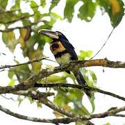 Collared Aracari