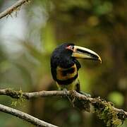 Collared Aracari