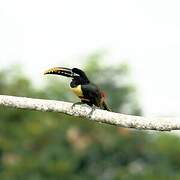 Chestnut-eared Aracari