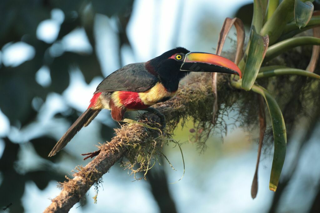 Fiery-billed Aracariadult, close-up portrait