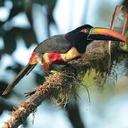 Fiery-billed Aracari