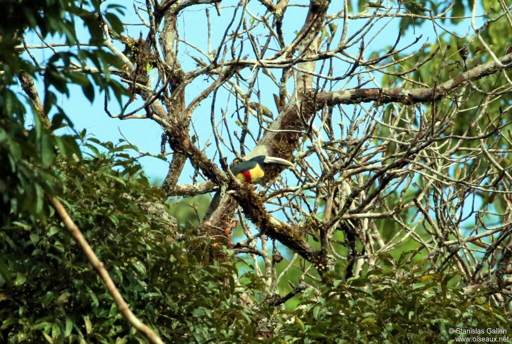 Black-necked Aracariadult