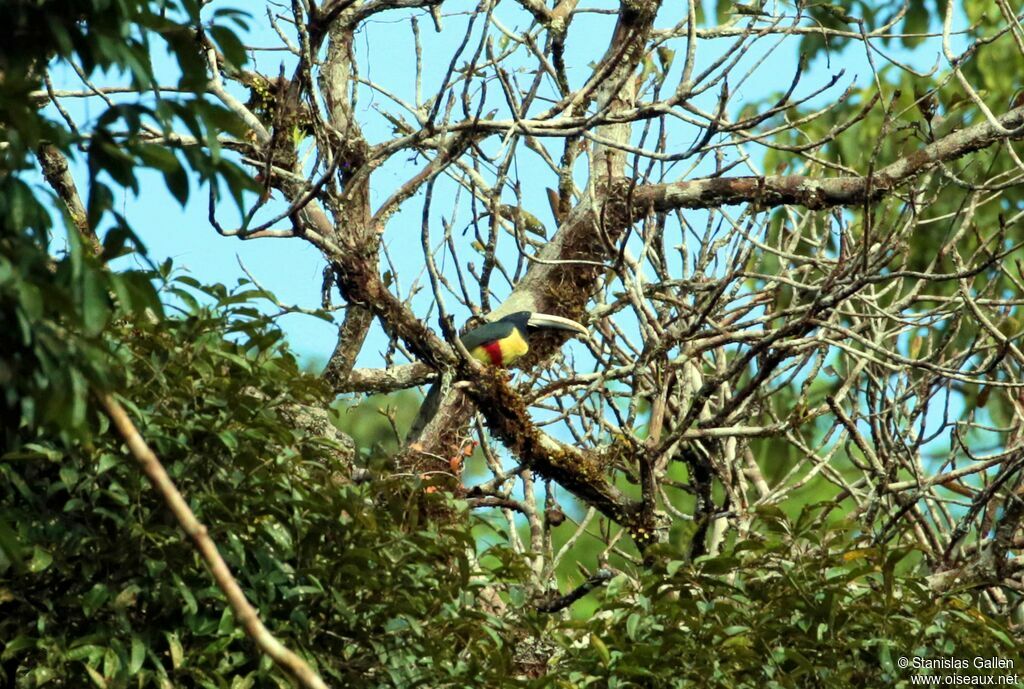 Black-necked Aracariadult