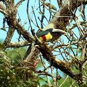 Black-necked Aracari