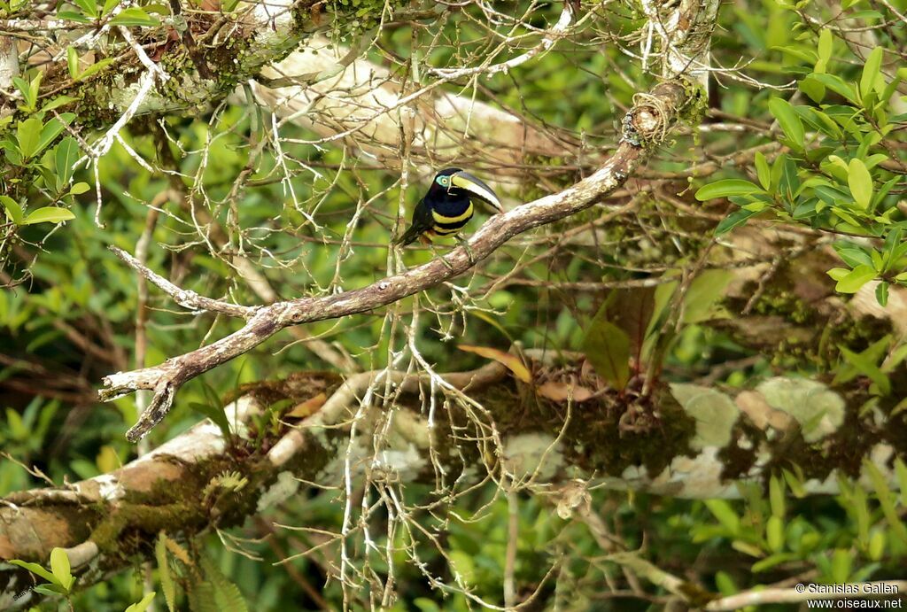 Araçari multibandeadulte