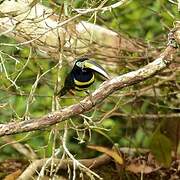 Many-banded Aracari