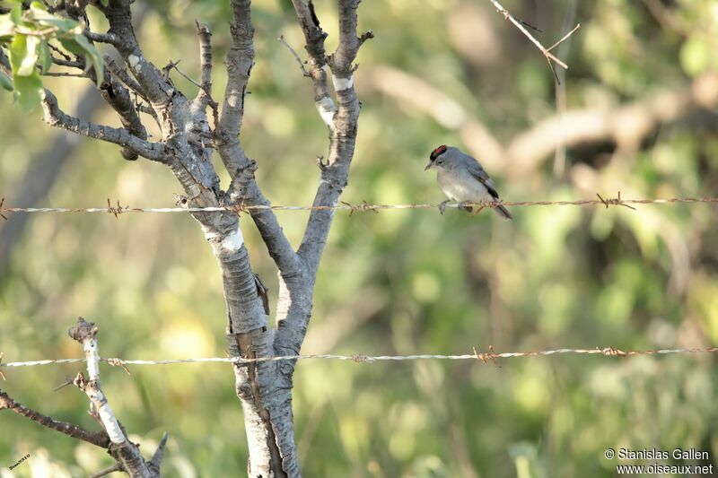 Grey Pileated Finch male adult breeding