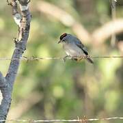 Grey Pileated Finch