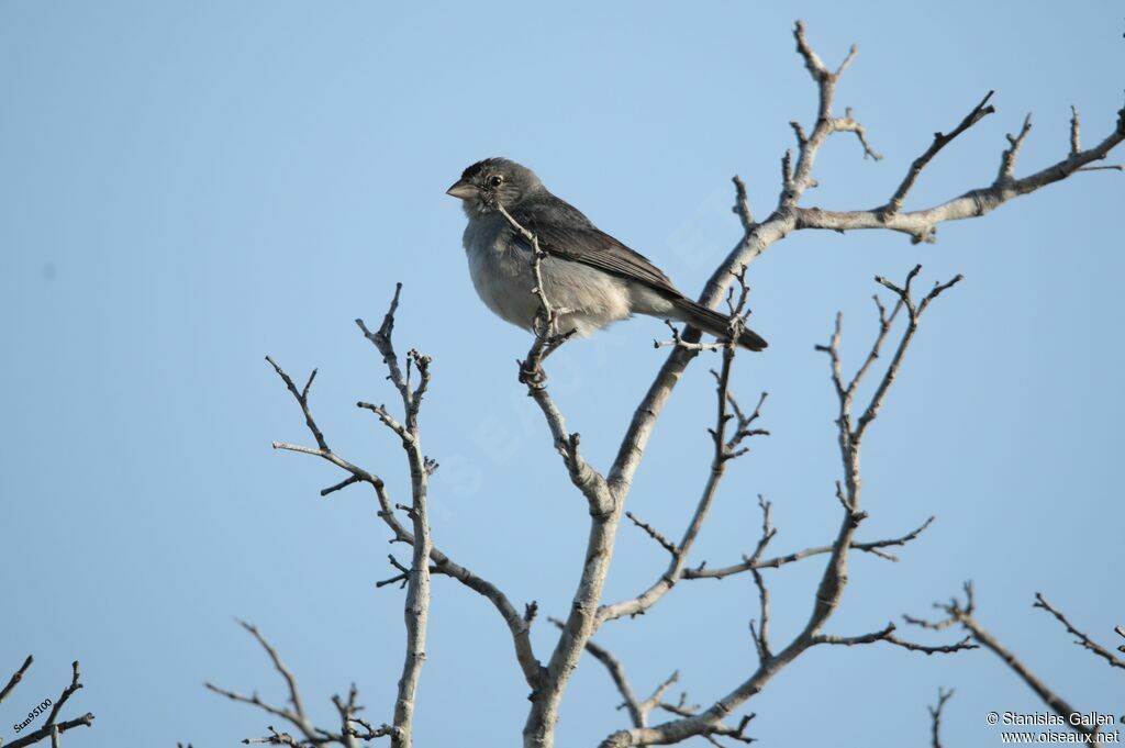 Grey Pileated Finch male adult breeding