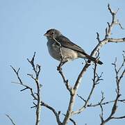 Grey Pileated Finch