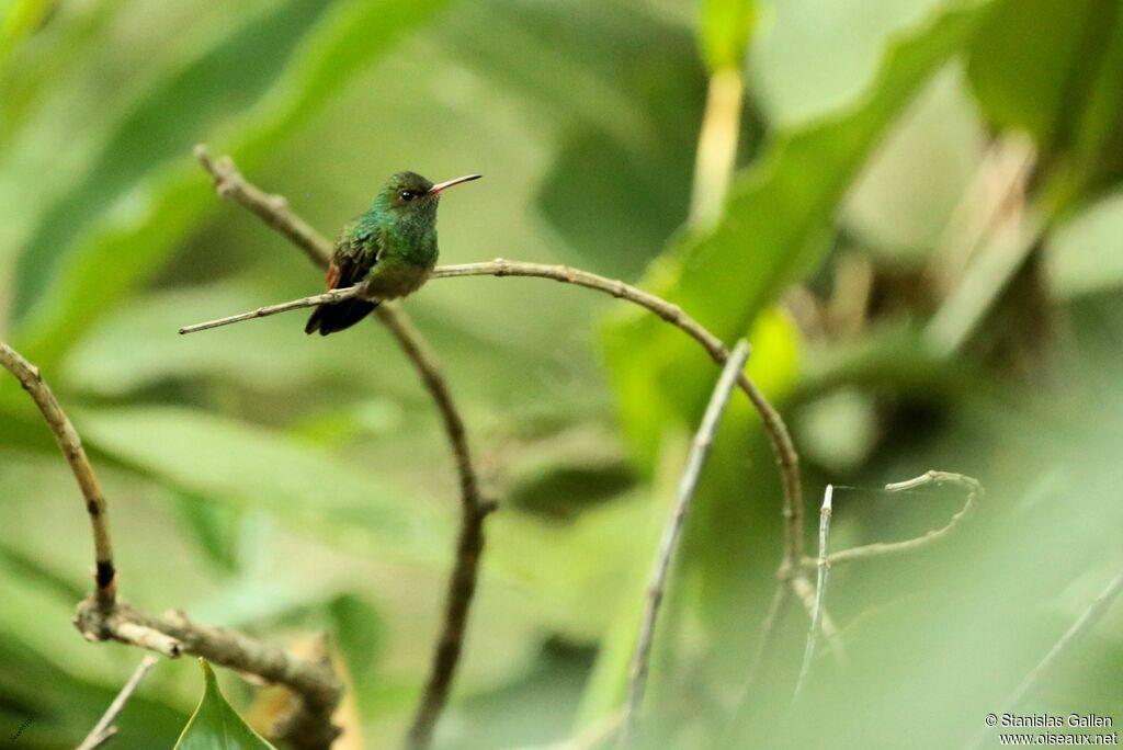 Rufous-tailed Hummingbirdadult