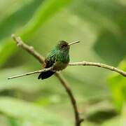 Rufous-tailed Hummingbird