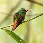 Rufous-tailed Hummingbird