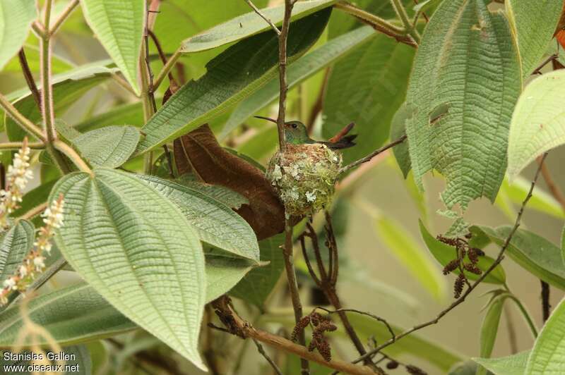 Rufous-tailed Hummingbird female adult, habitat, Reproduction-nesting