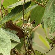 Rufous-tailed Hummingbird