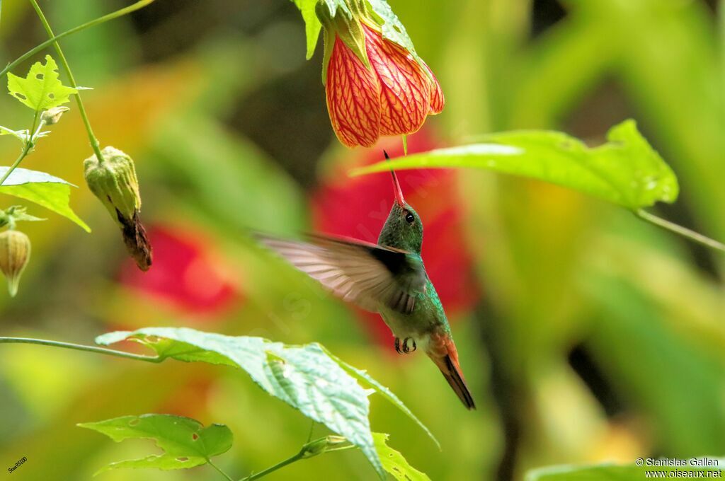 Rufous-tailed Hummingbirdadult