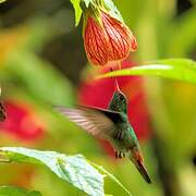 Rufous-tailed Hummingbird