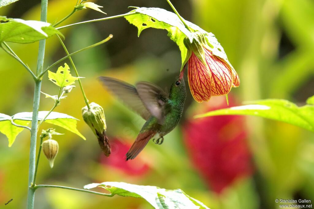 Rufous-tailed Hummingbirdadult