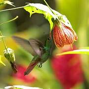 Rufous-tailed Hummingbird