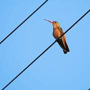 Cinnamon Hummingbird