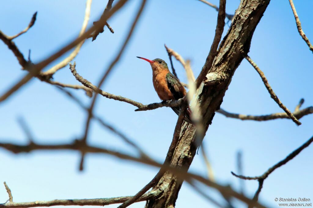 Cinnamon Hummingbird male adult