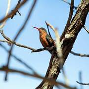 Cinnamon Hummingbird