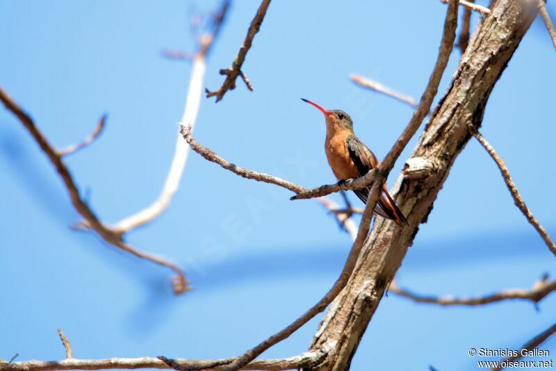 Cinnamon Hummingbird male adult