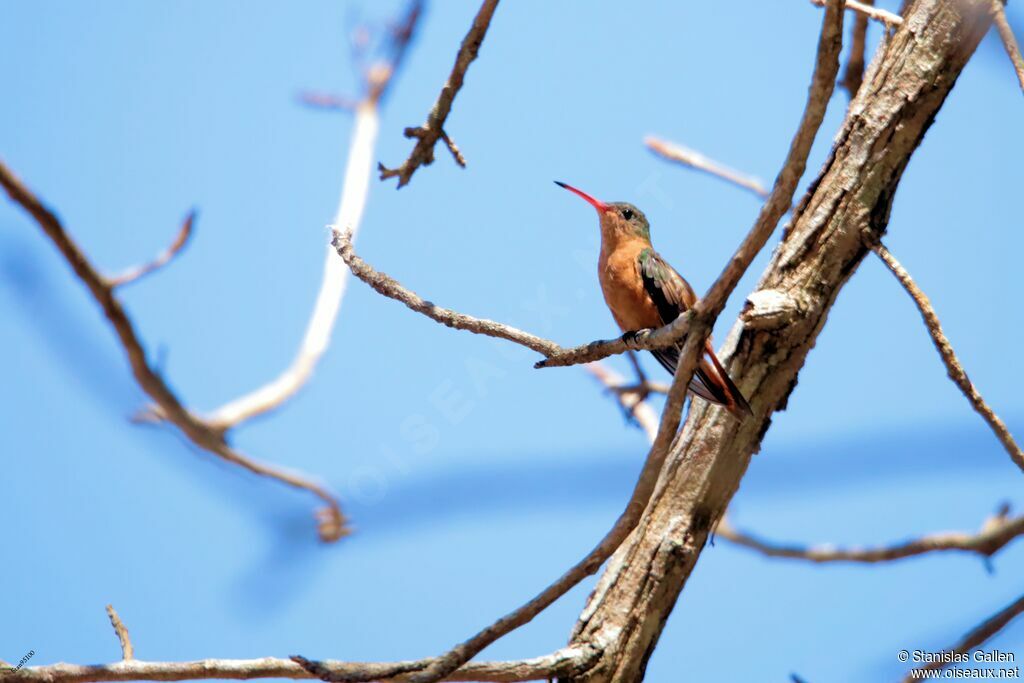 Cinnamon Hummingbird male adult