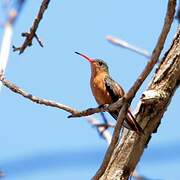 Cinnamon Hummingbird