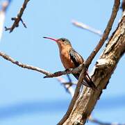 Cinnamon Hummingbird