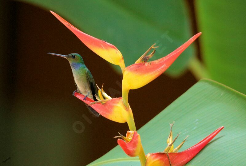 Charming Hummingbird male adult breeding, close-up portrait