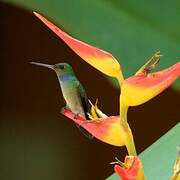 Charming Hummingbird