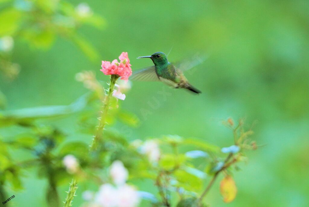 Snowy-bellied Hummingbirdadult, Flight