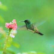 Snowy-bellied Hummingbird