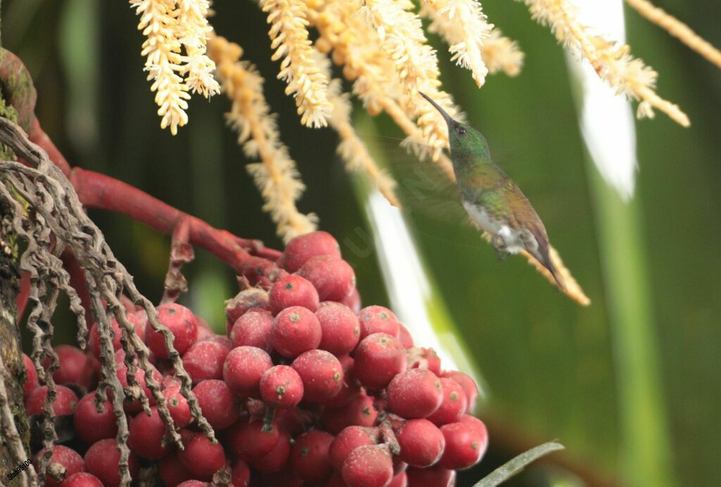 Snowy-bellied Hummingbirdadult, Flight, eats