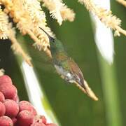 Snowy-bellied Hummingbird