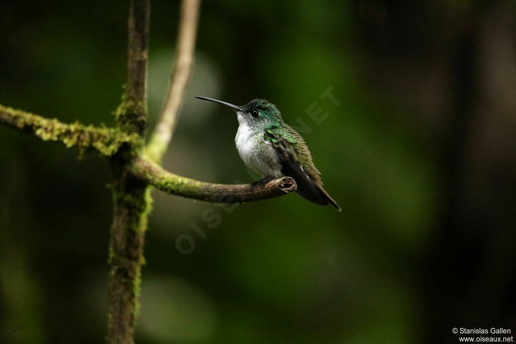 Andean Emeraldadult