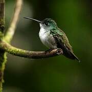 Andean Emerald