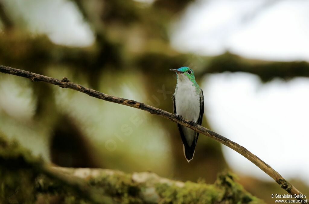 Andean Emeraldadult