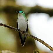 Andean Emerald