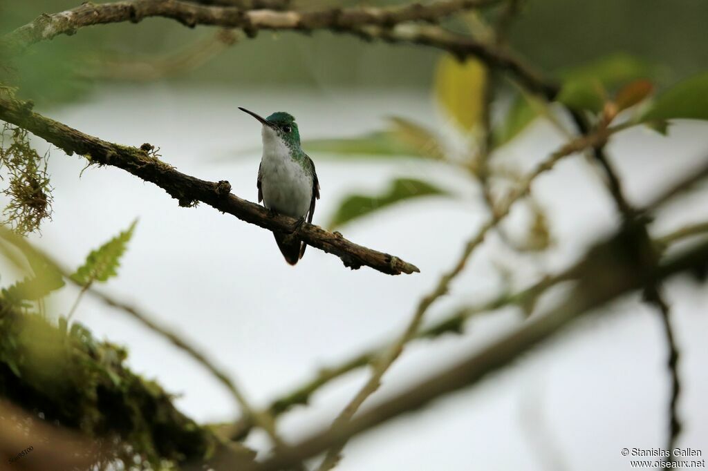 Andean Emeraldadult