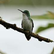 Andean Emerald