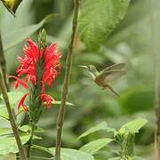 Amazilia Hummingbird