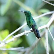 Steely-vented Hummingbird