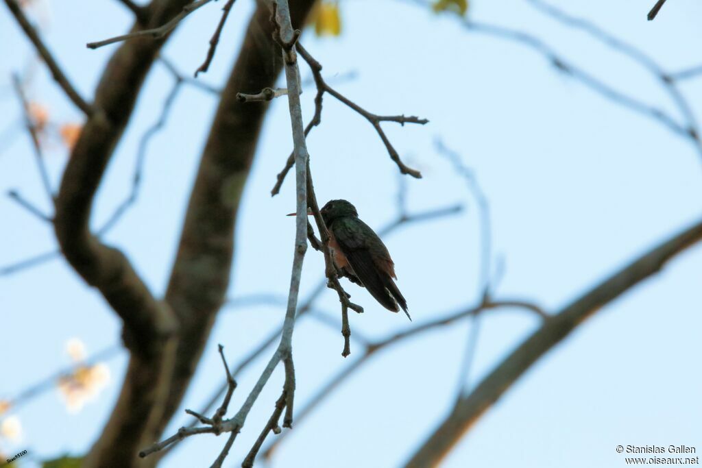 Buff-bellied Hummingbirdadult