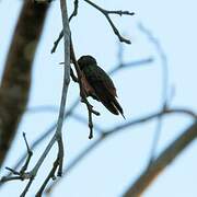 Buff-bellied Hummingbird